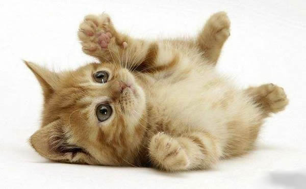 关于猫咪的饮食须知