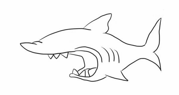 简笔画鲨鱼的画法步骤图