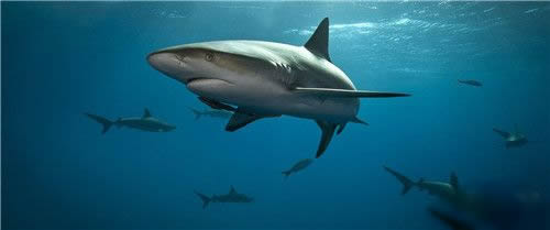 简笔画鲨鱼的画法步骤图