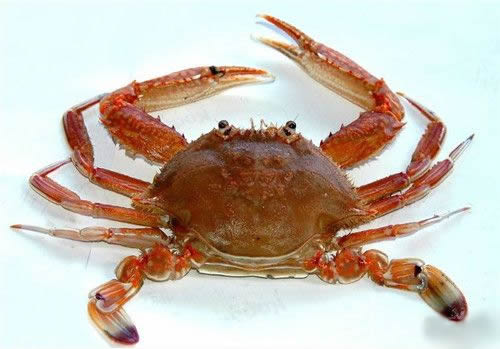 螃蟹衍生小知识