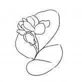茉莉花简笔画图片