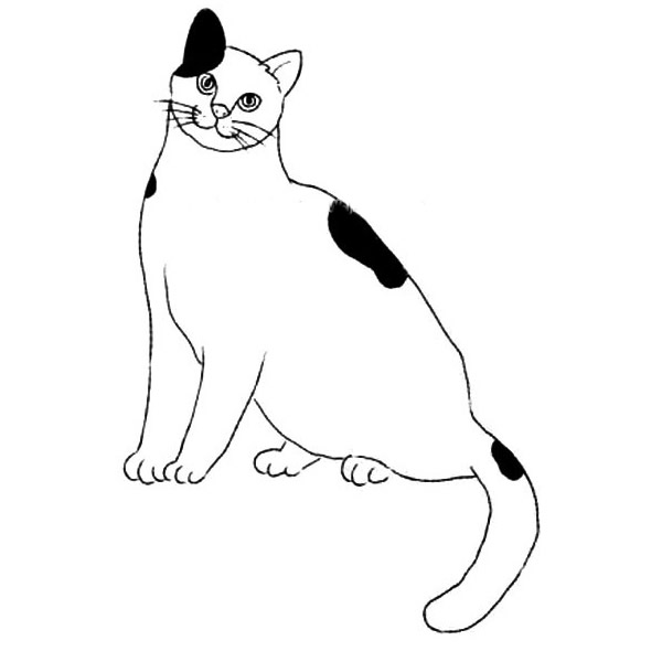 小猫的简笔画画法步骤