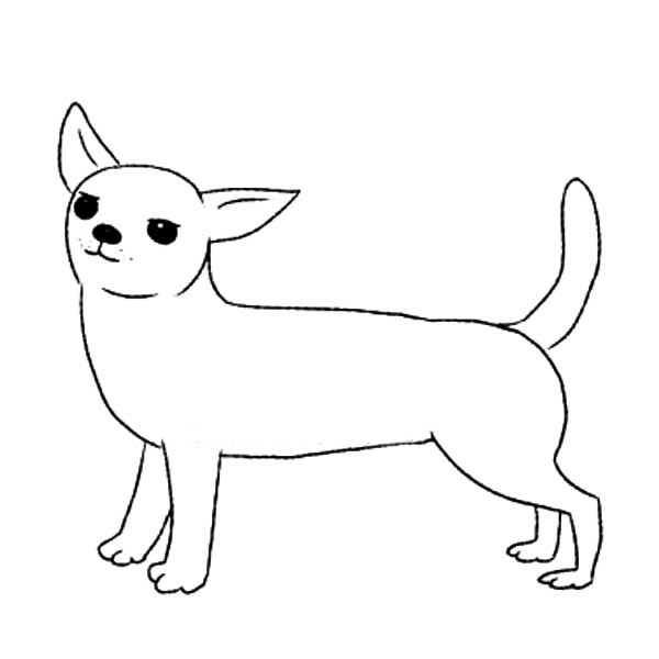 吉娃娃简笔画图片