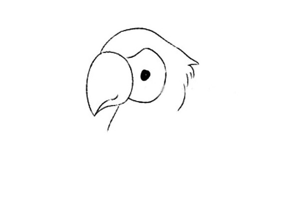 聪明的鹦鹉简笔画