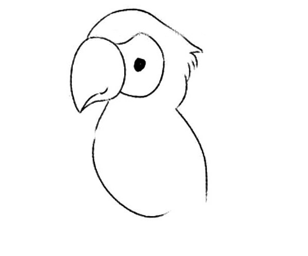 简笔画鹦鹉的画法步骤图解