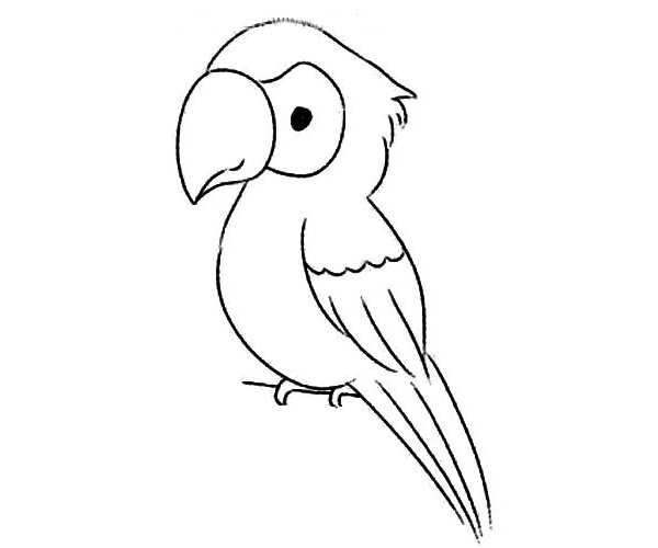 简笔画鹦鹉的画法步骤图解