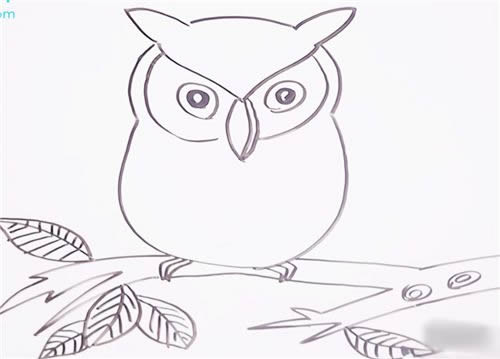 可爱猫头鹰简笔画步骤图