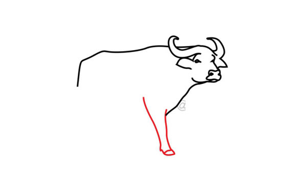 水牛简笔画步骤图片