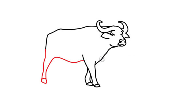 水牛简笔画步骤图片