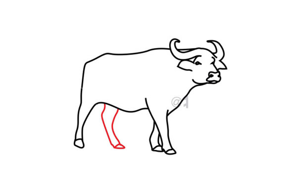水牛简笔画步骤图片
