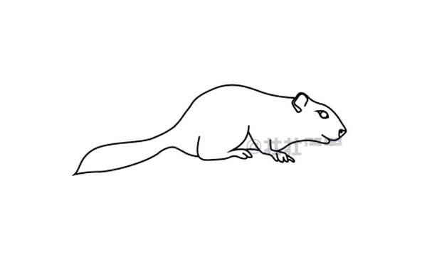 松鼠简笔画步骤图片
