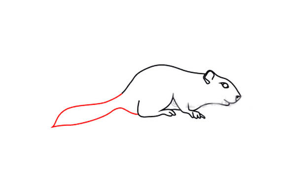 松鼠简笔画步骤图片
