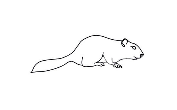 松鼠简笔画步骤图片