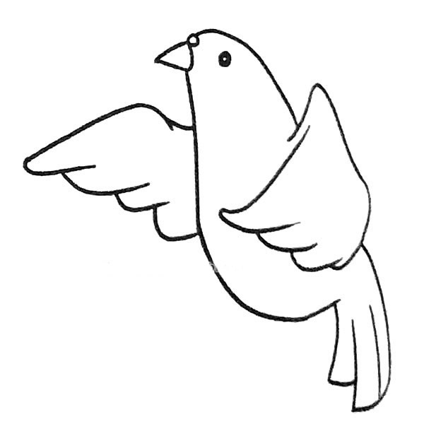 鸽子简笔画图片6