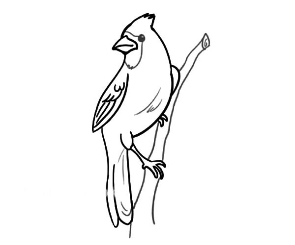 红雀简笔画图片1