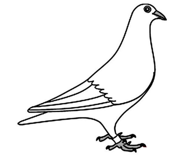 和平鸽怎么画 象征和平的和平鸽简笔画作品