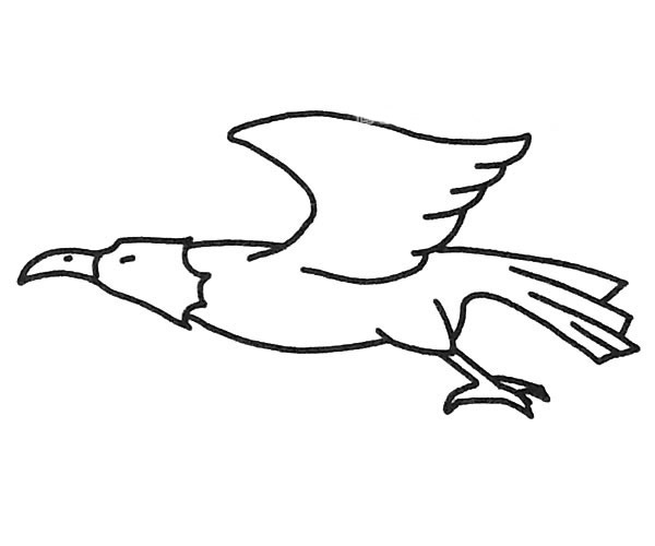 老鹰简笔画图片 老鹰的简单画法大全