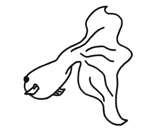 孔雀鱼简笔画图片2