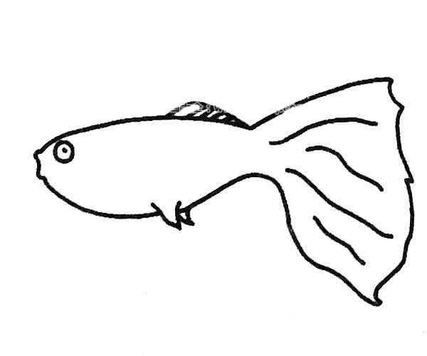孔雀鱼简笔画图片6