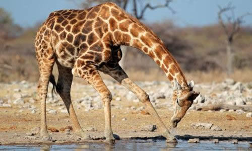 长颈鹿的小故事