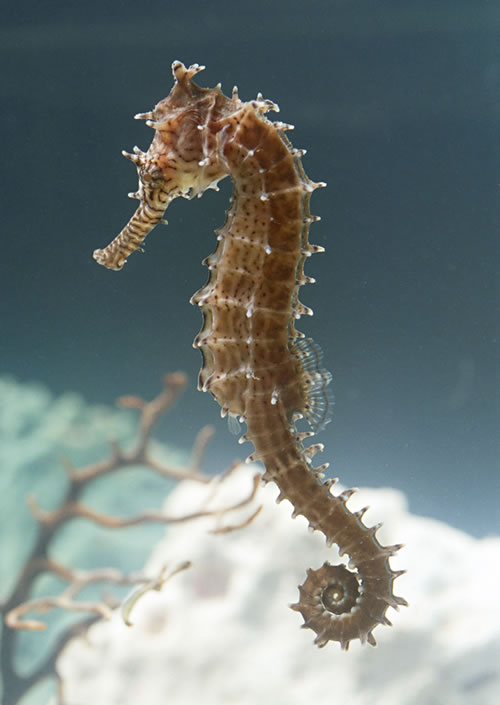 海马简笔画图片