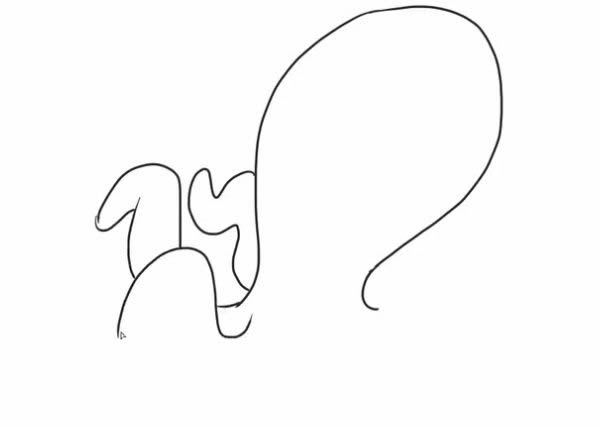 卡通乌贼简笔画图片