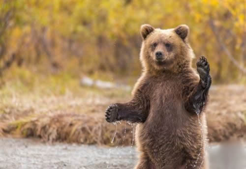 可爱的小熊简笔画怎么画 可爱的小熊简笔画怎么制作