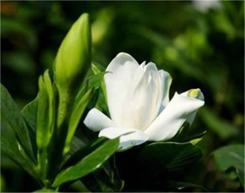 栀子花的小知识