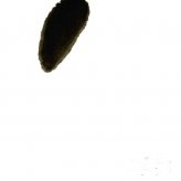 国画荔枝的画法步骤