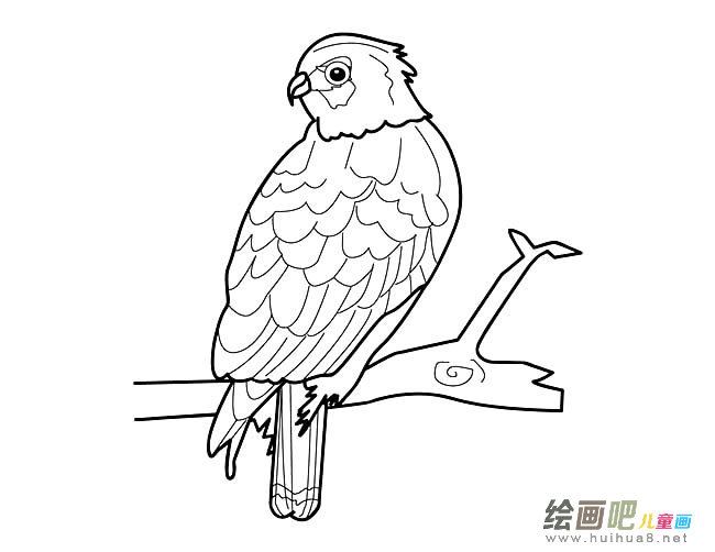 老鹰简笔画图片