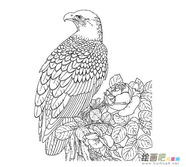 老鹰简笔画图片