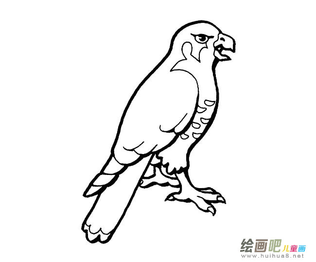 老鹰简笔画图片