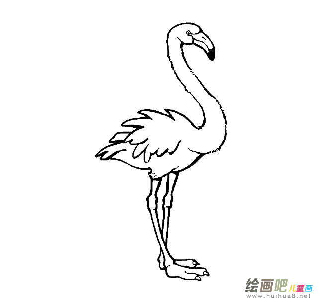火烈鸟简笔画