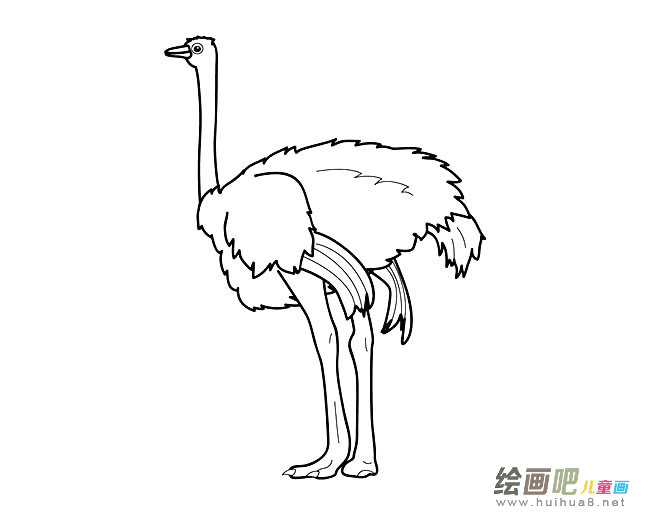 鸵鸟简笔画图片