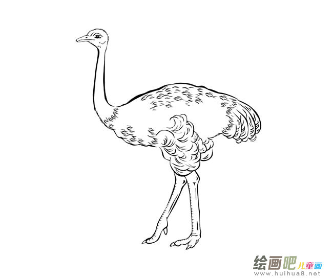 鸵鸟简笔画图片