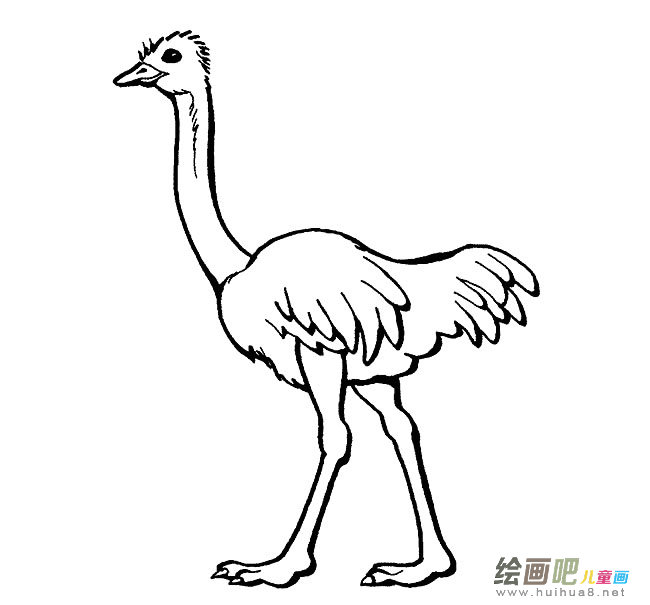 鸵鸟简笔画图片