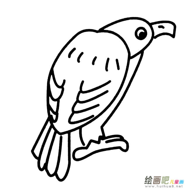 秃鹰动物简笔画步骤图片大全