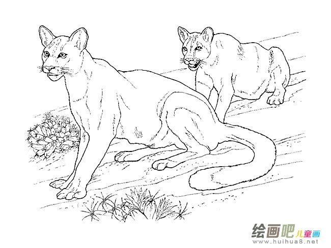 豹子简笔画图片大全