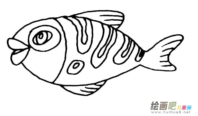 鲤鱼动物简笔画步骤图片大全