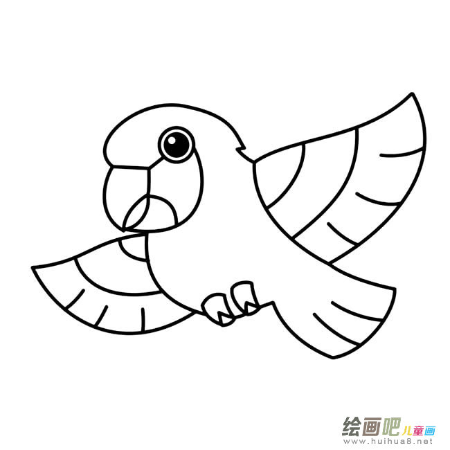 鹦鹉动物简笔画步骤图片大全