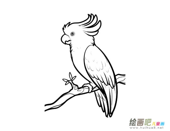 鹦鹉动物简笔画步骤图片大全