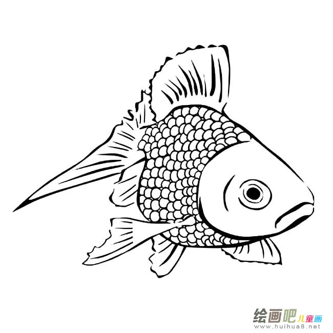 鲤鱼动物简笔画步骤图片大全