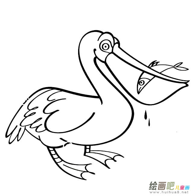 鹈鹕动物简笔画步骤图片大全