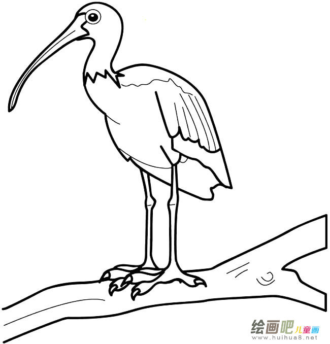 朱鹮简笔画图片