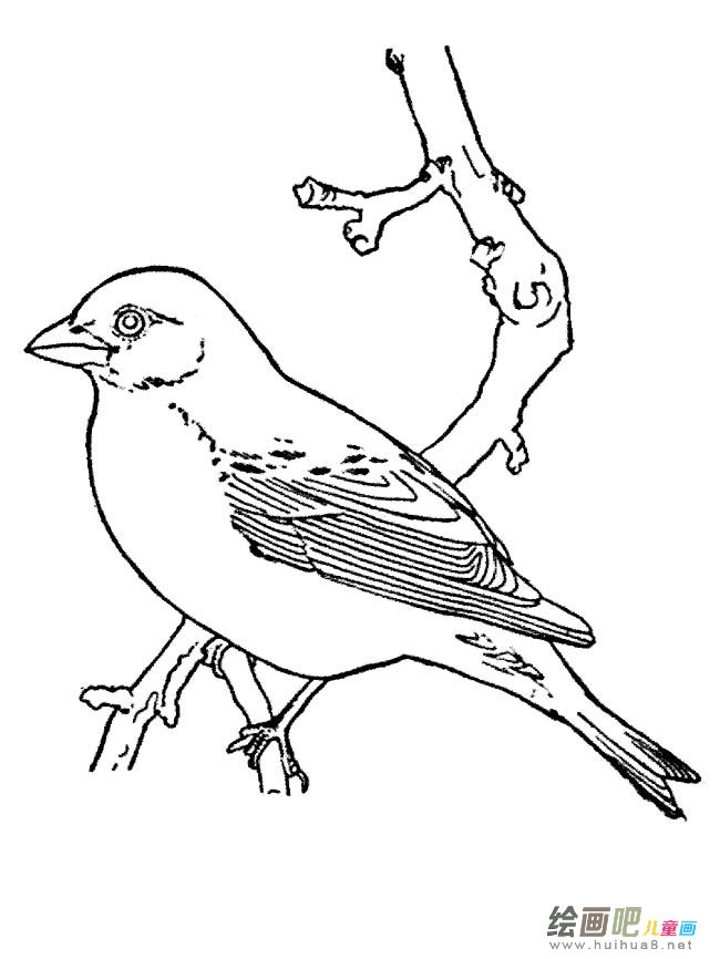 小鸟简笔画图片