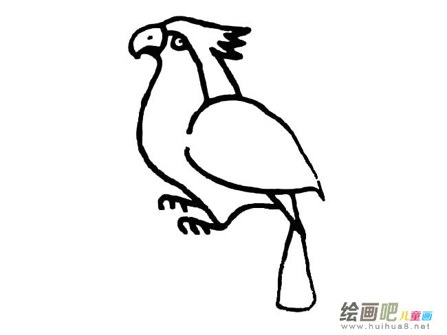 鹦鹉简笔画图片