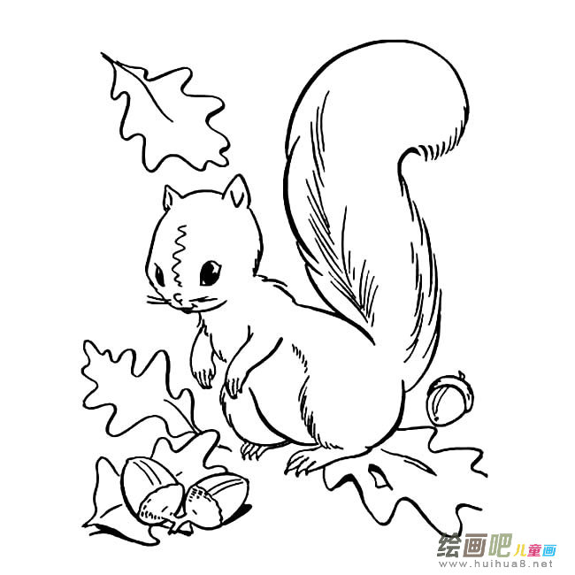 小松鼠简笔画图片
