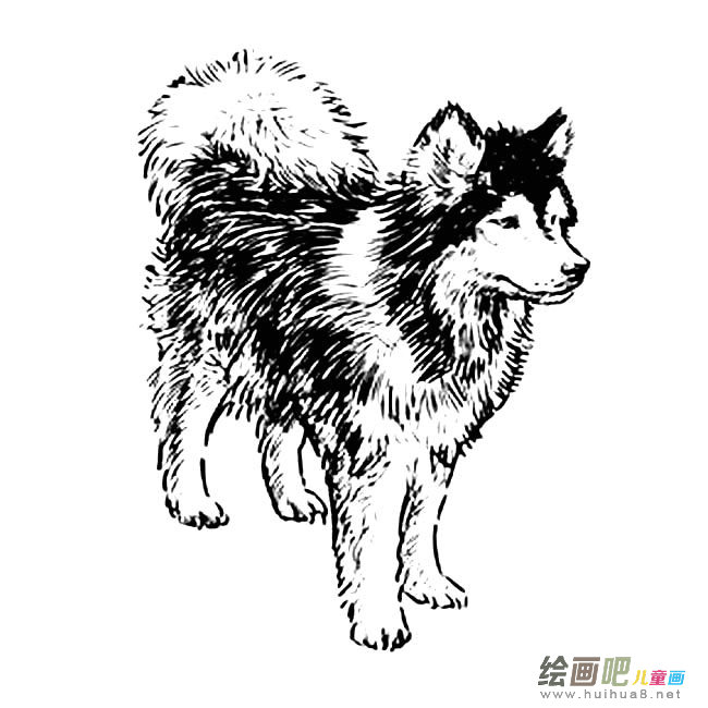 哈士奇狗狗简笔画图片