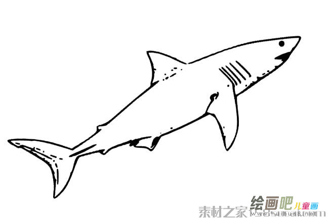 大白鲨简笔画图片
