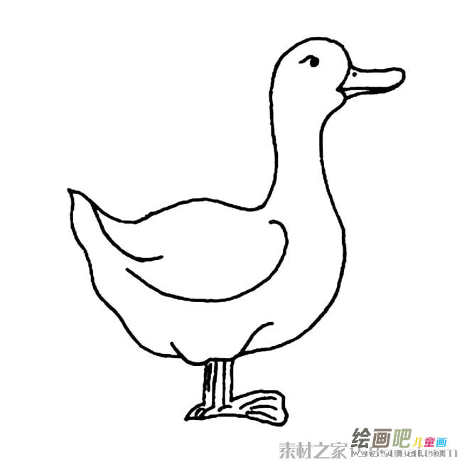 家禽鸭子简笔画图片